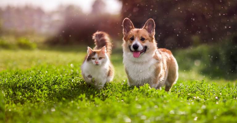 Een rode kat en een corgi wandelen in een zomerweide onder de regendruppels